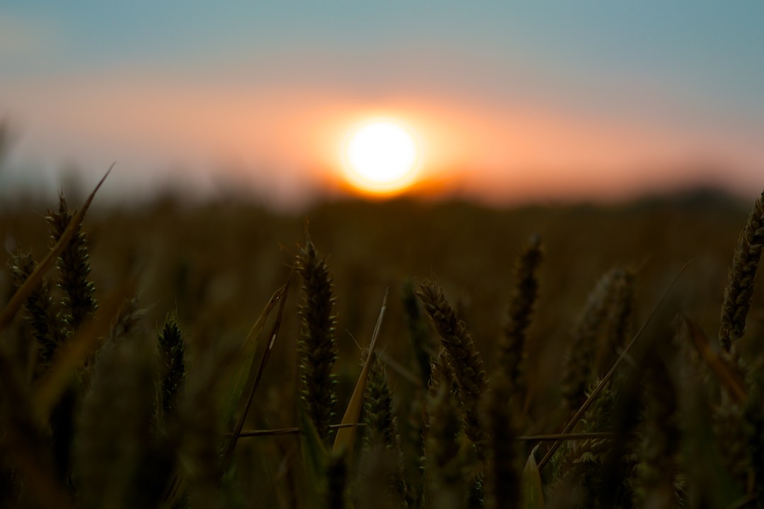 Sussex Wheat Field at Sunset