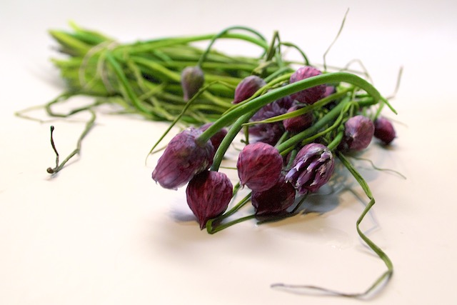 Chives and Chive Blossoms for Chive Biscuit Recipe