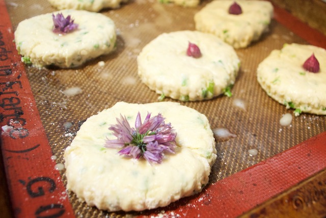 Chive Biscuits About to go into the Oven