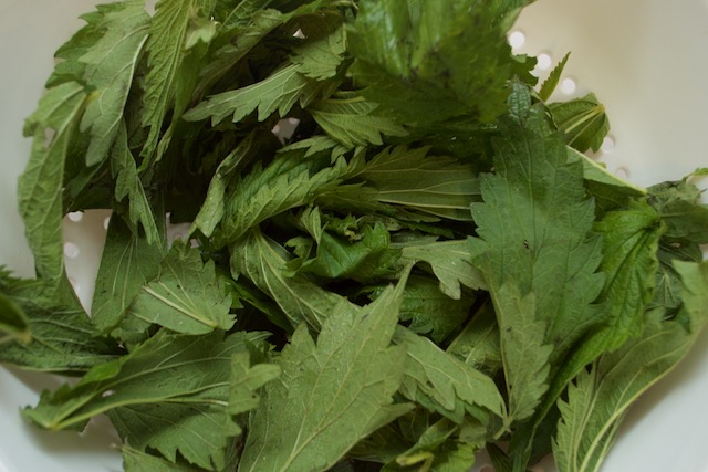 Stinging Nettle Leaves in a Bowl