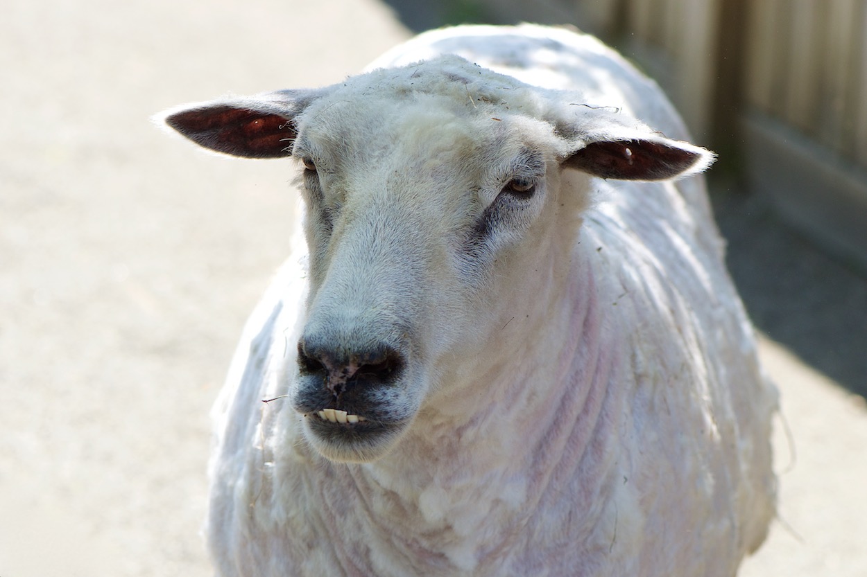 White Sheared Sheep at Queens Zoo