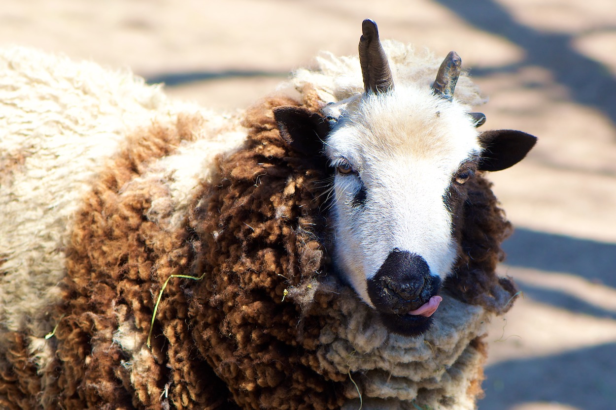 Brown and White Sheep at Queens Zoo