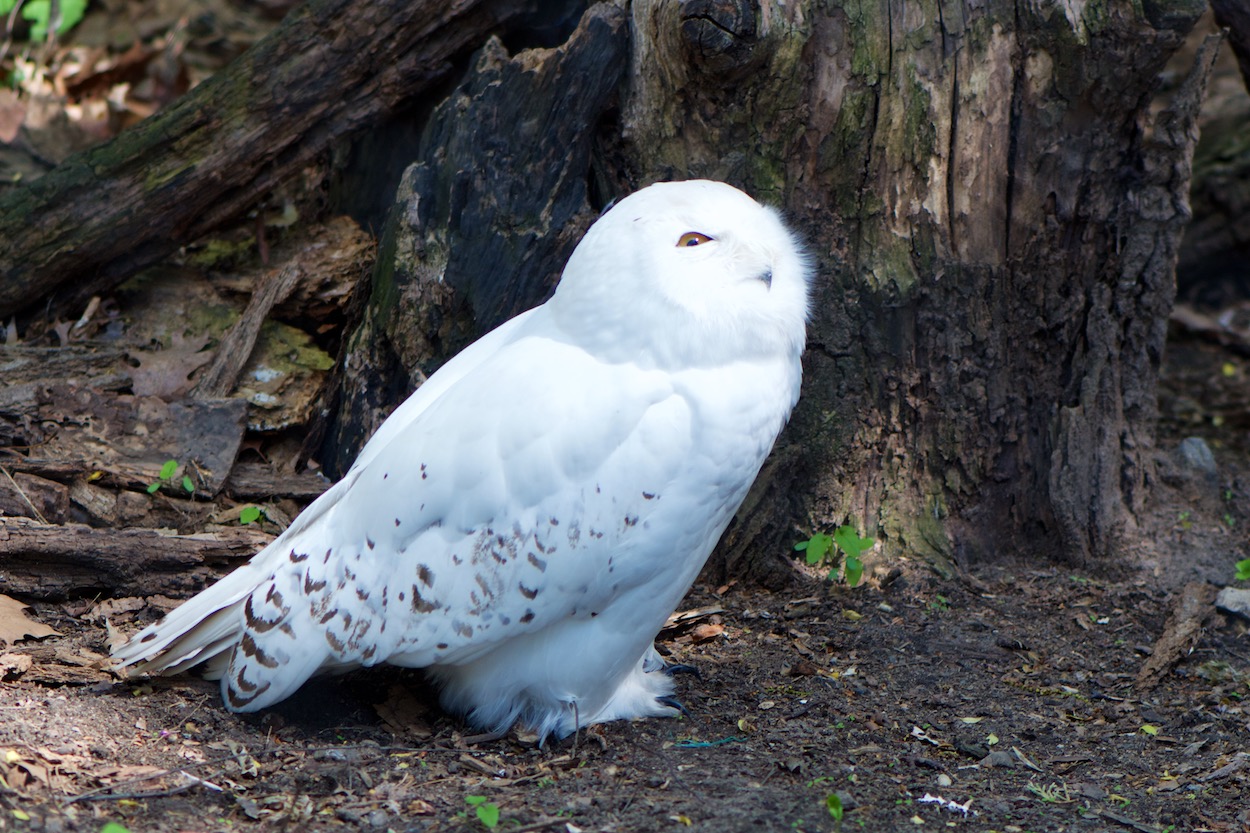 Snowy Owl at the Queens Zoo