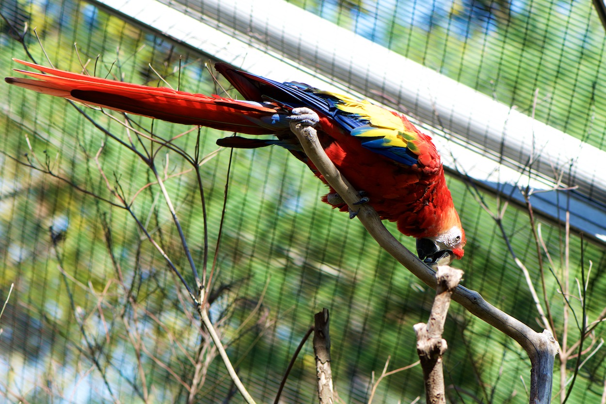 Parrot at the Queens Zoo