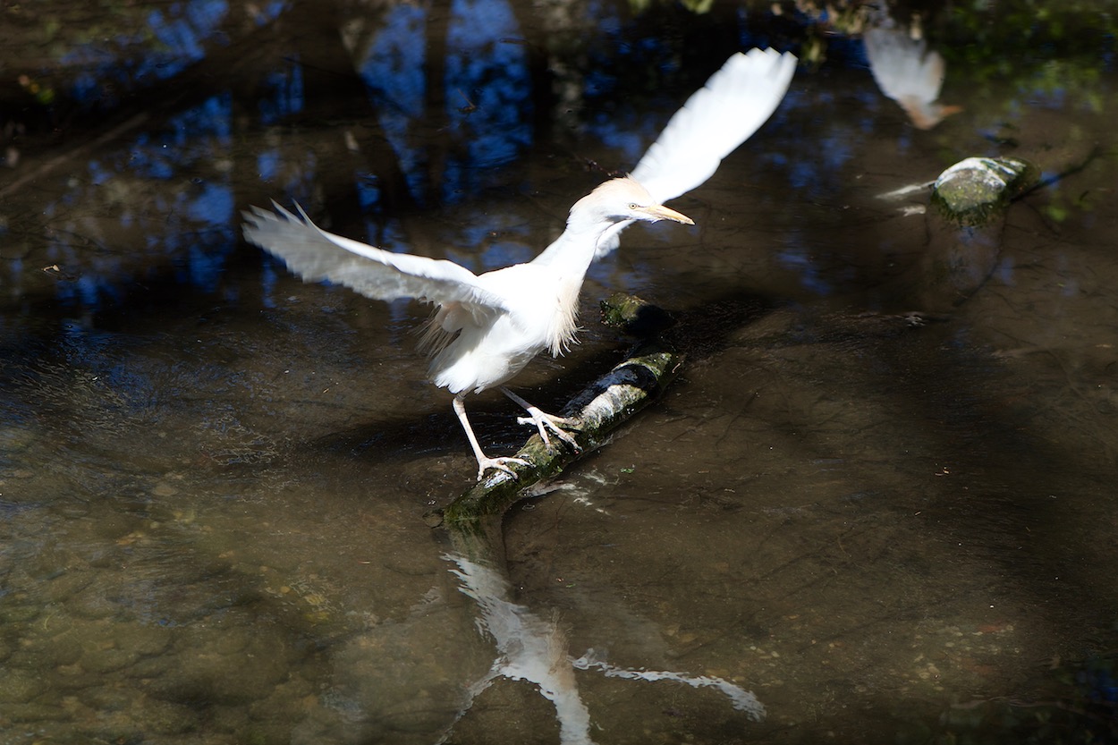 White Bird in Flight at the Queens Zoo