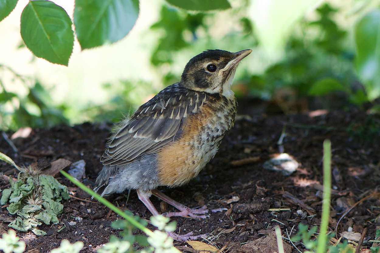 Bird at the Queens Botanical Garden