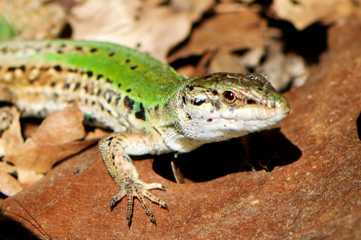 Green Lizard at the Queens Botanical Garden