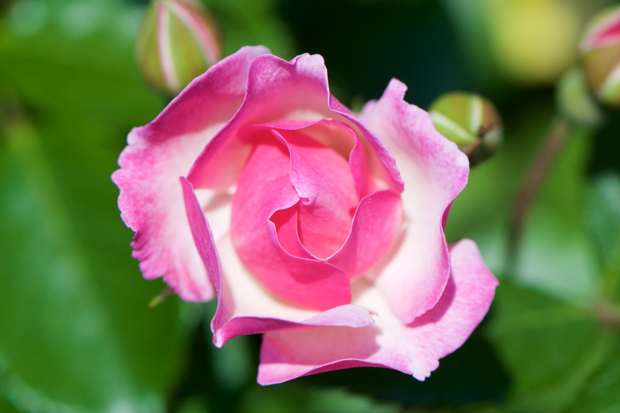 Rose at the Queens Botanical Garden