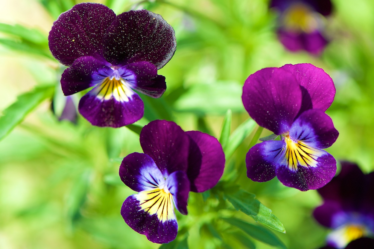 Pansies at the Queens Botanical Garden