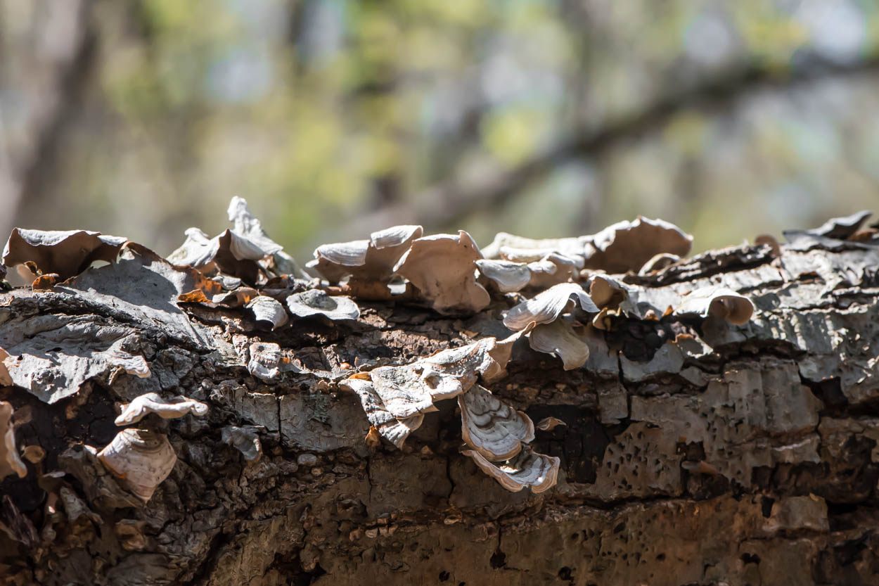 Closeup of mushrooms on a log in Forest Park in
                     Woodhaven, Queens