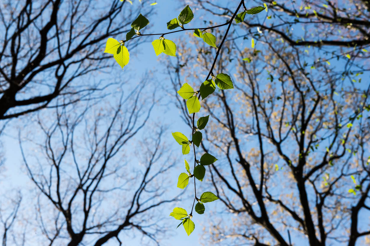 Upper branches of trees in Forest Park in
                     Woodhaven, Queens