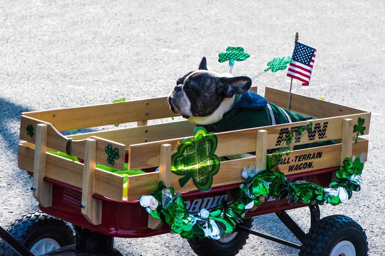 French Bulldog Riding in a Wagon in the
                     St. Pats for All Parade in Woodside, Queens