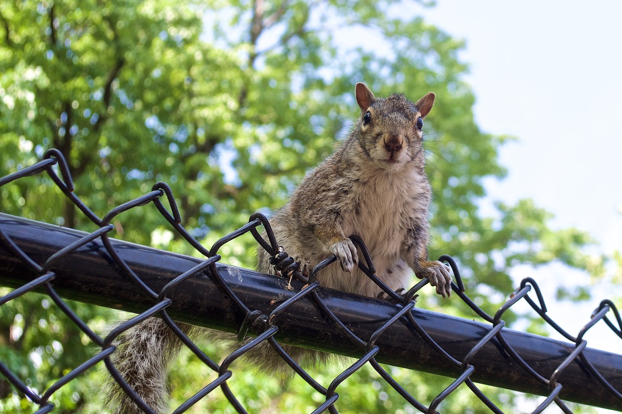 Squirrel on a fence in
	    Doughboy Park, Woodside
