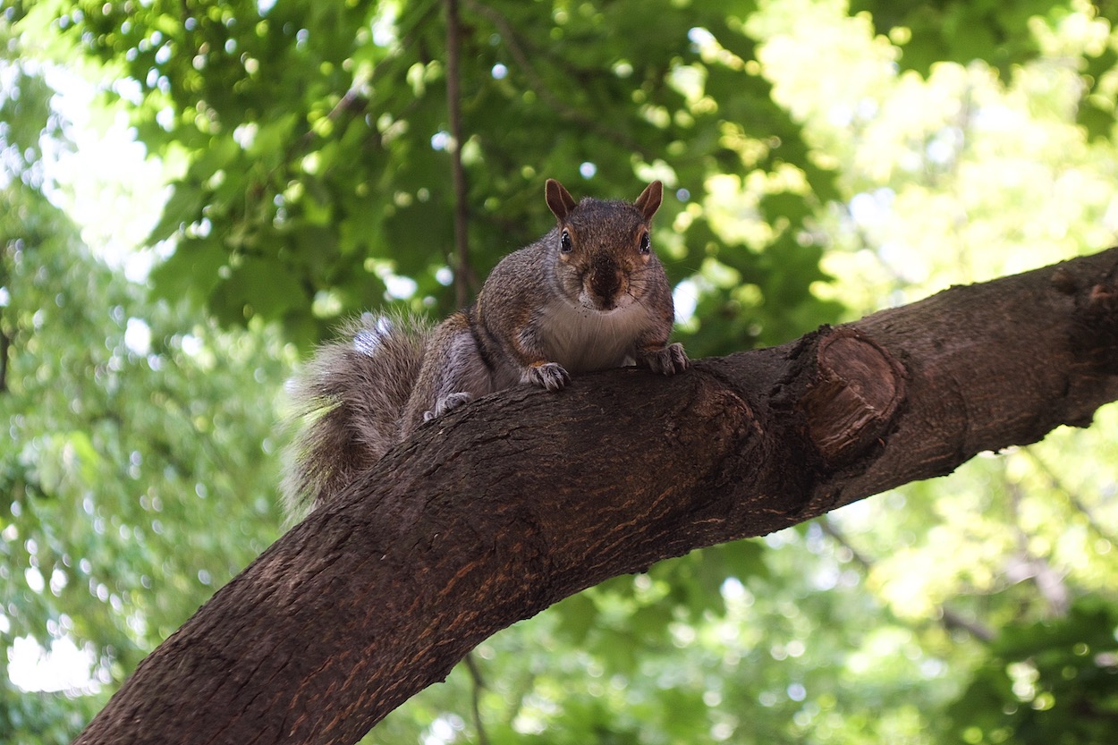 Squirrel in a tree in
	    Doughboy Park, Woodside