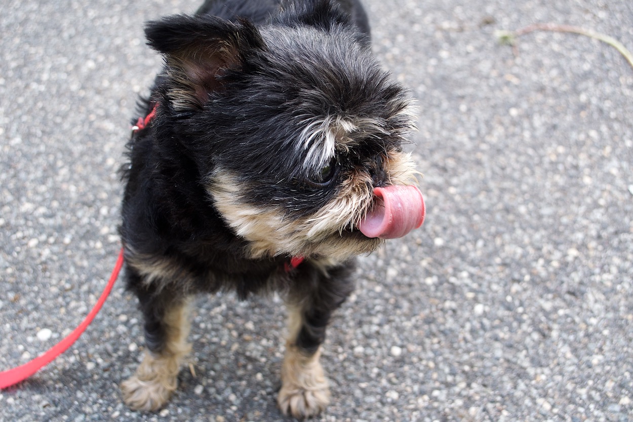 Wicket the Brussels Griffon smiling in
	    Doughboy Park, Woodside