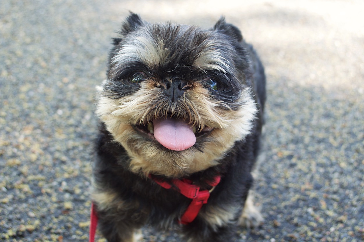 Wicket the Brussels Griffon yawning in
	    Doughboy Park, Woodside