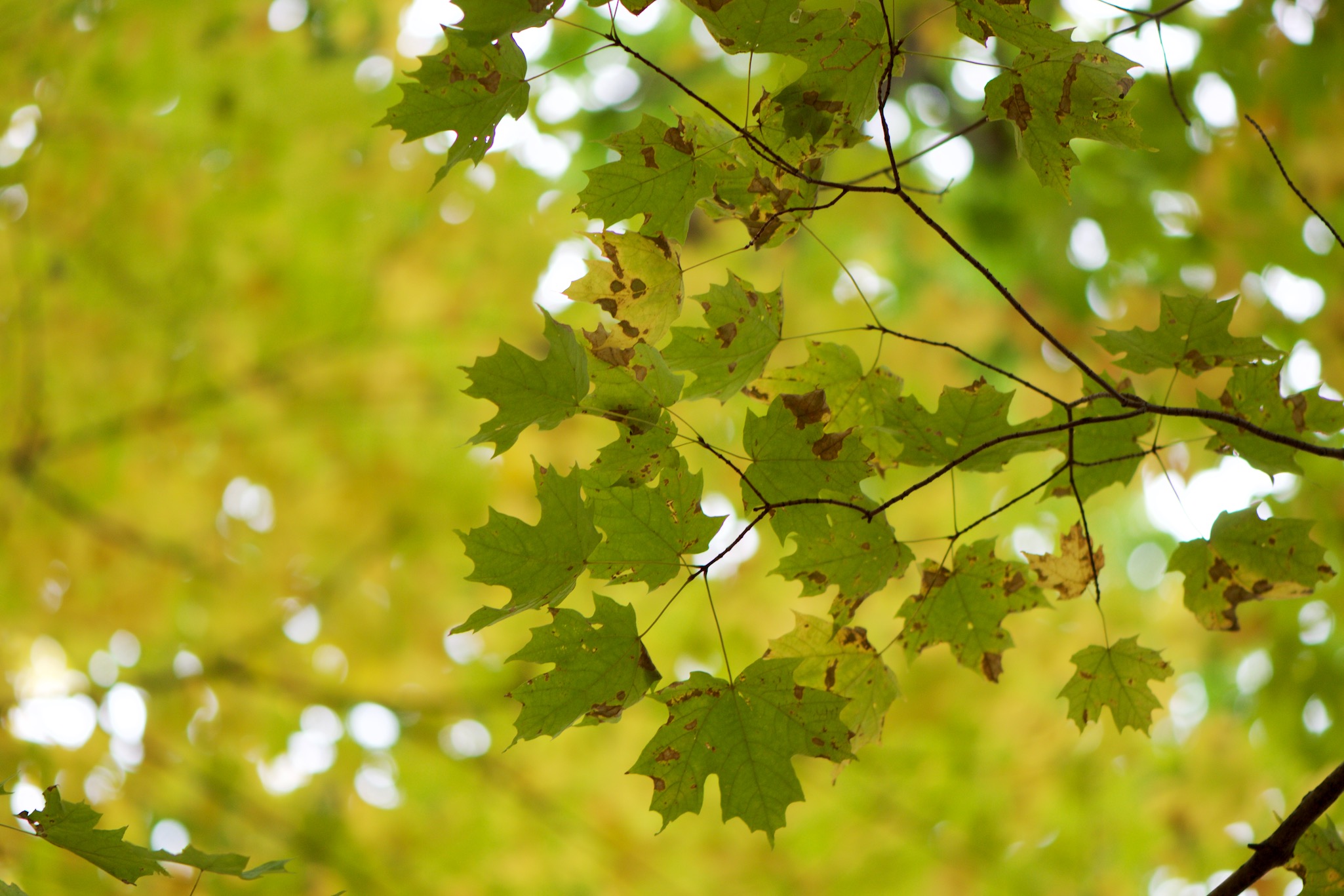 Fall Leaves in Breakneck Ridge, New York