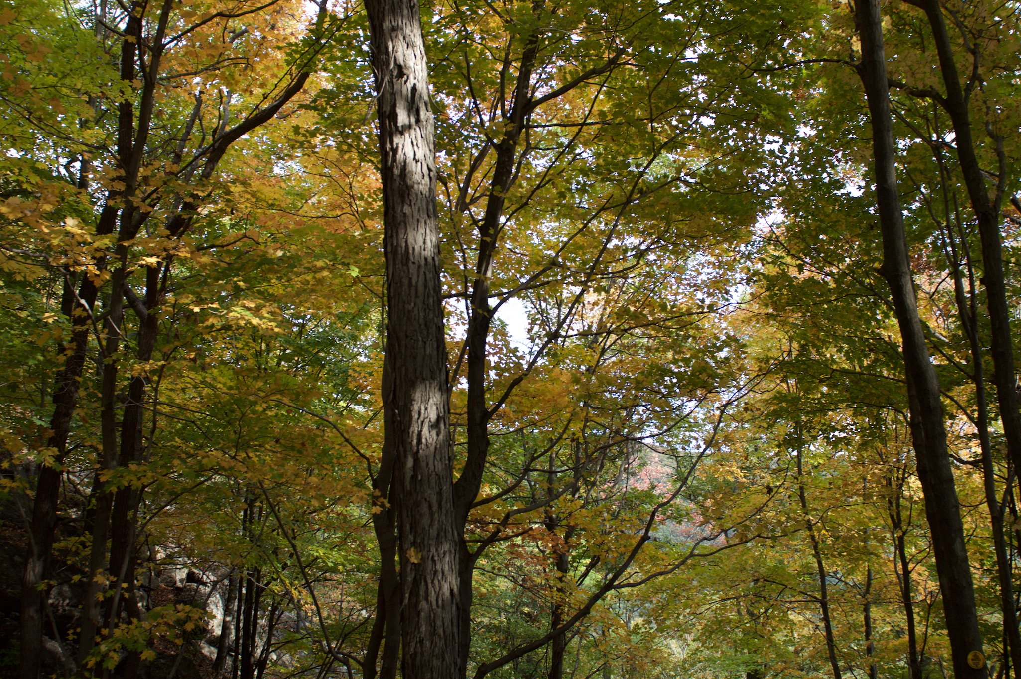 Hiking Path and Trees in Breakneck Ridge, New York