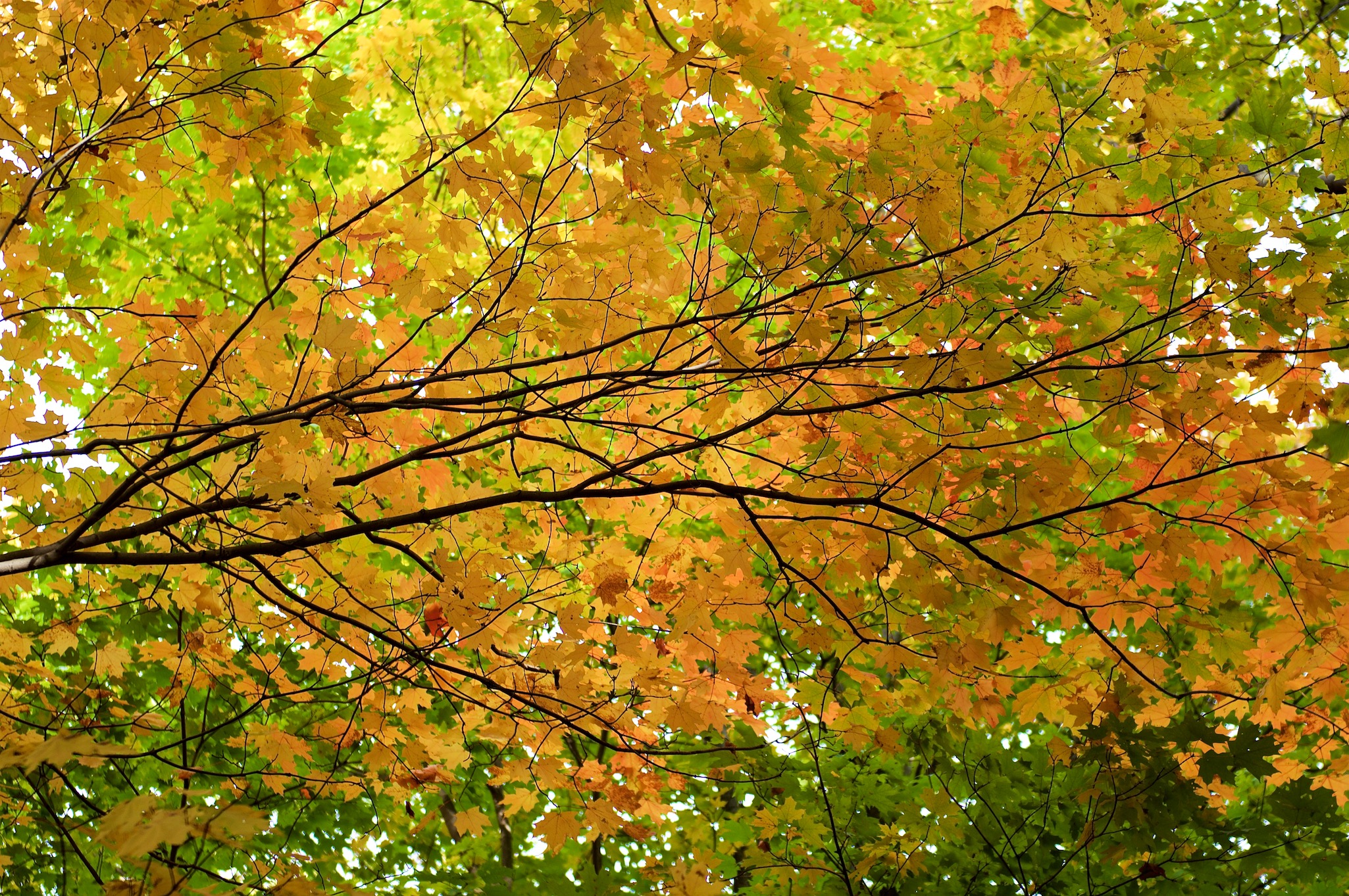 Fall Leaves and Branches in Breakneck Ridge, New York