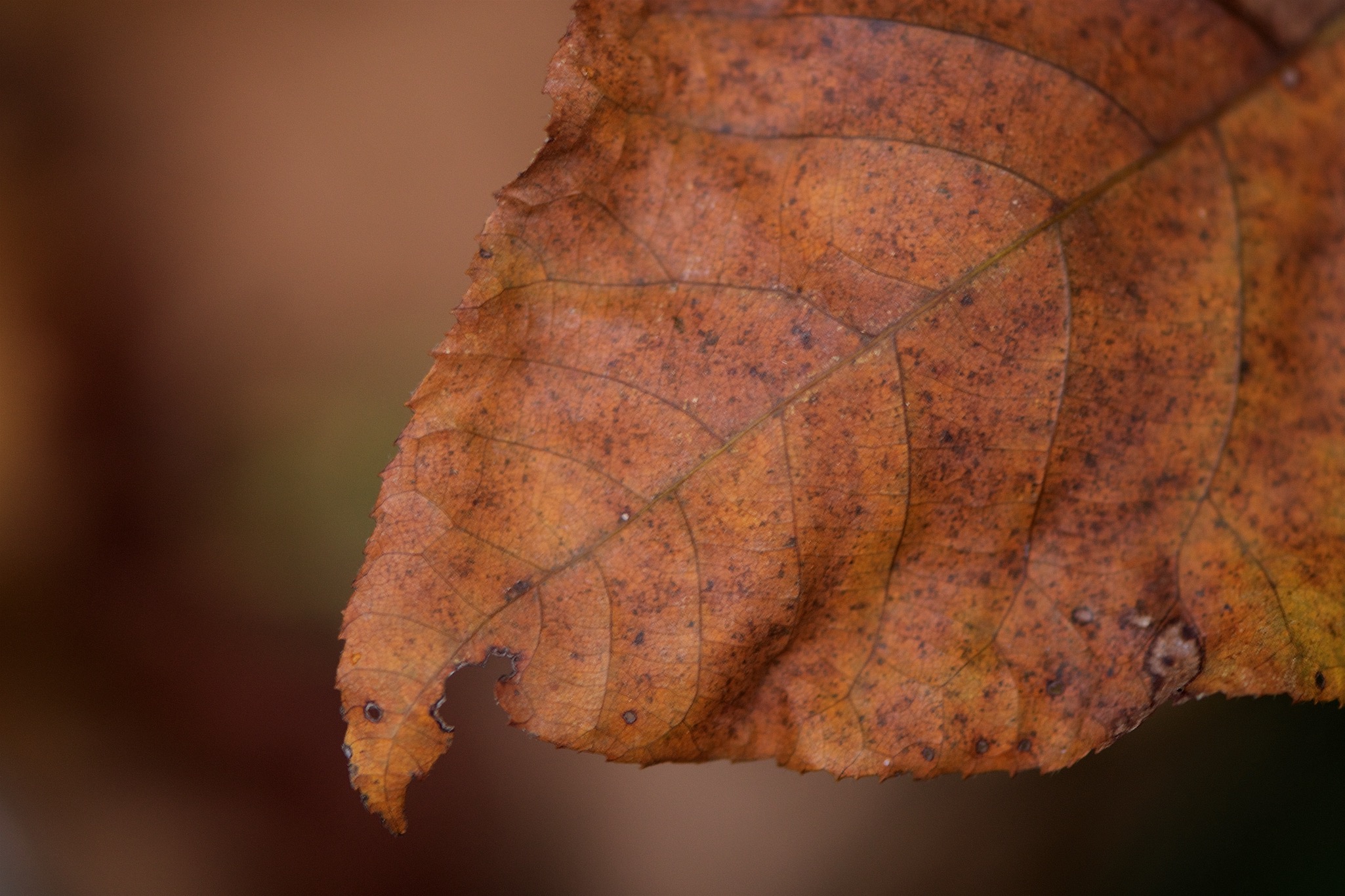 Closeup of a Brown, Fall Leaf in Breakneck Ridge, New York