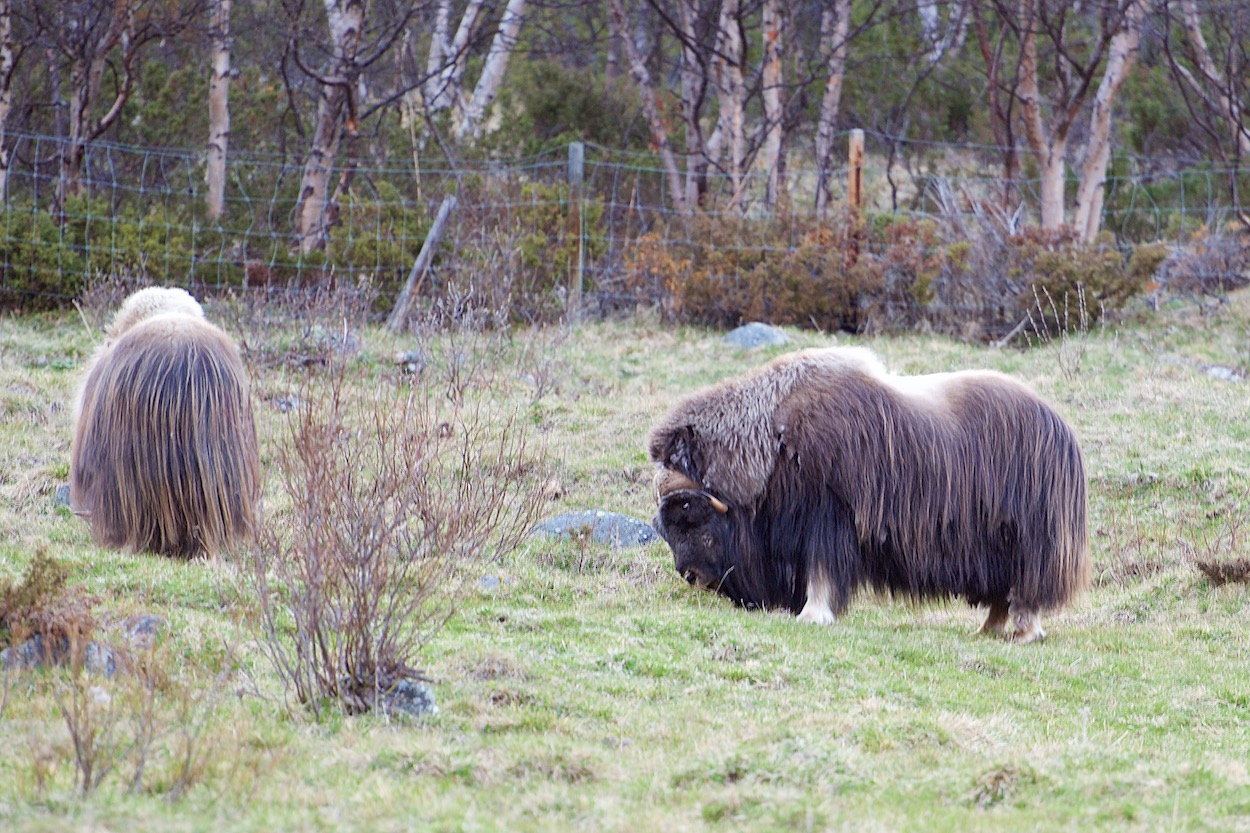 Muskox in Dovre, Norway