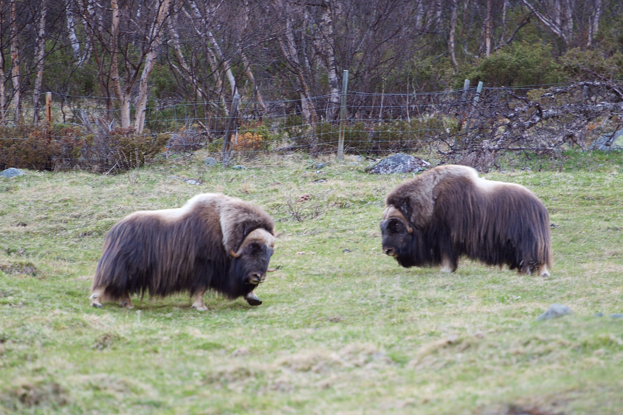 Muskox in Dovre, Norway