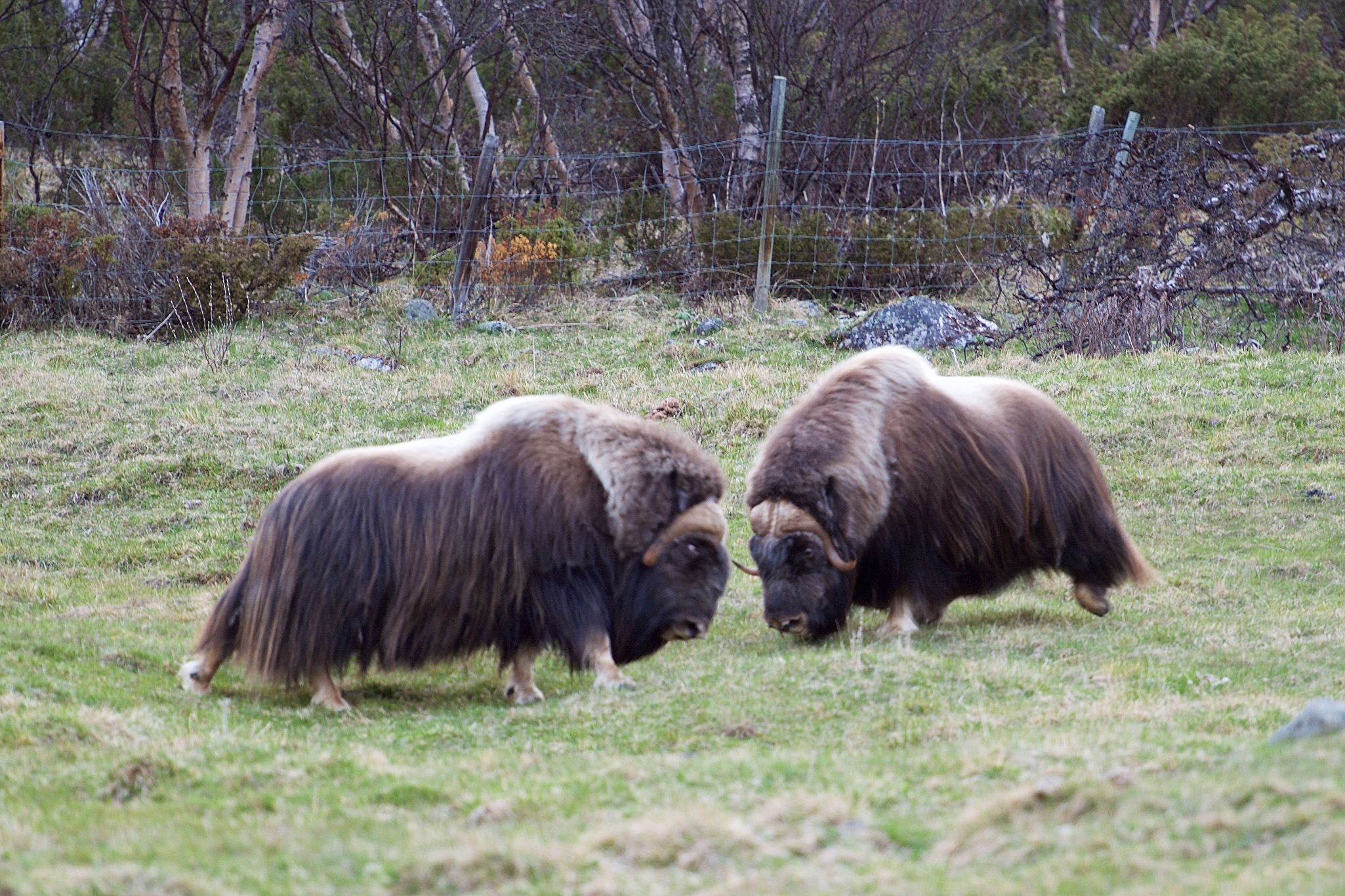 Muskox in Dovre, Norway