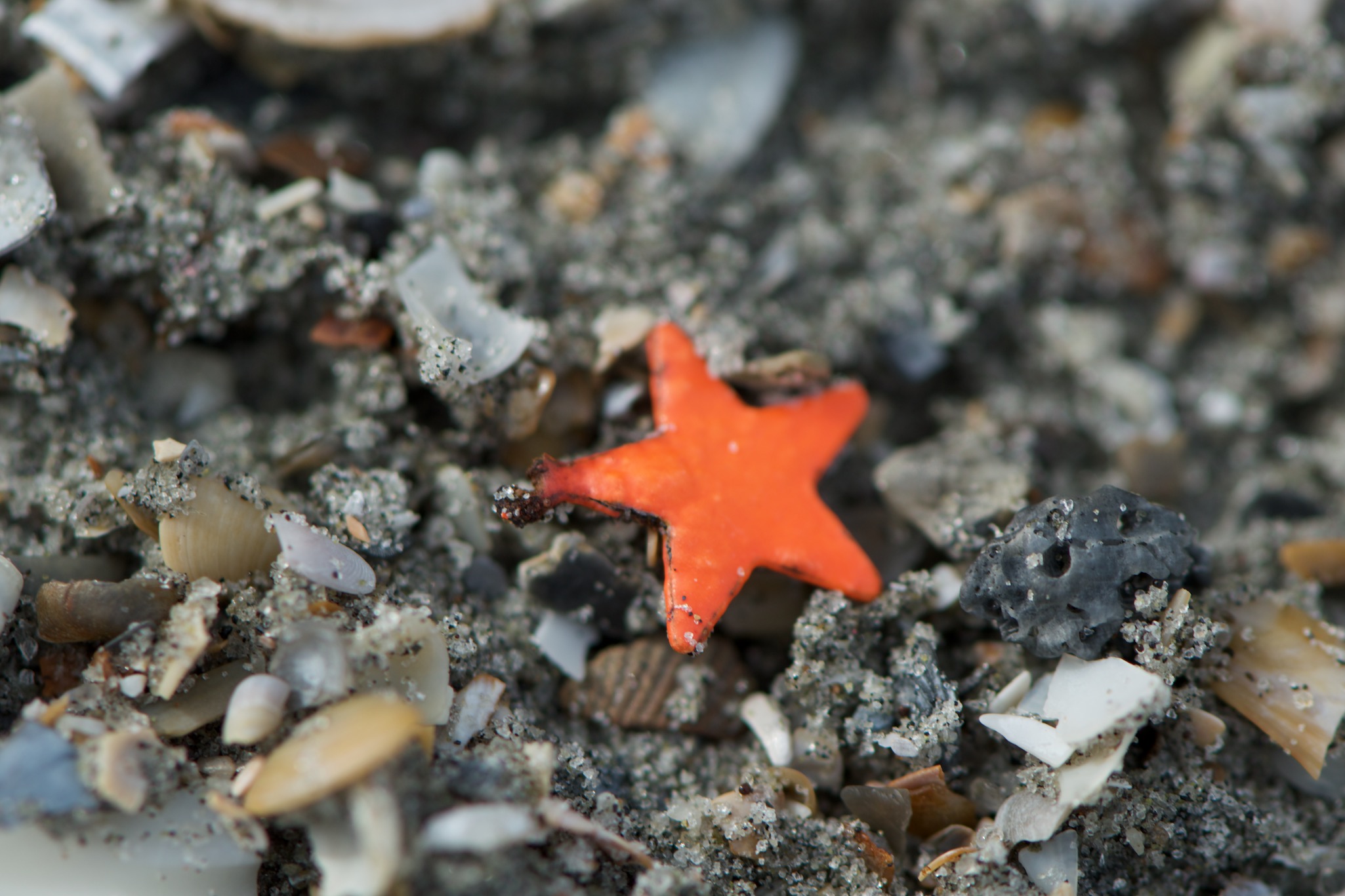 Sand Star in Folly Beach South Carolina
