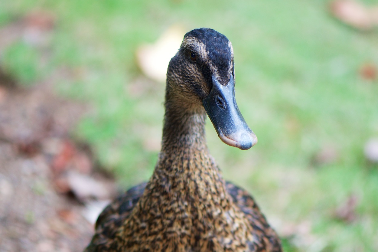 Duck in the Reedy River Falls Park in Greenville,