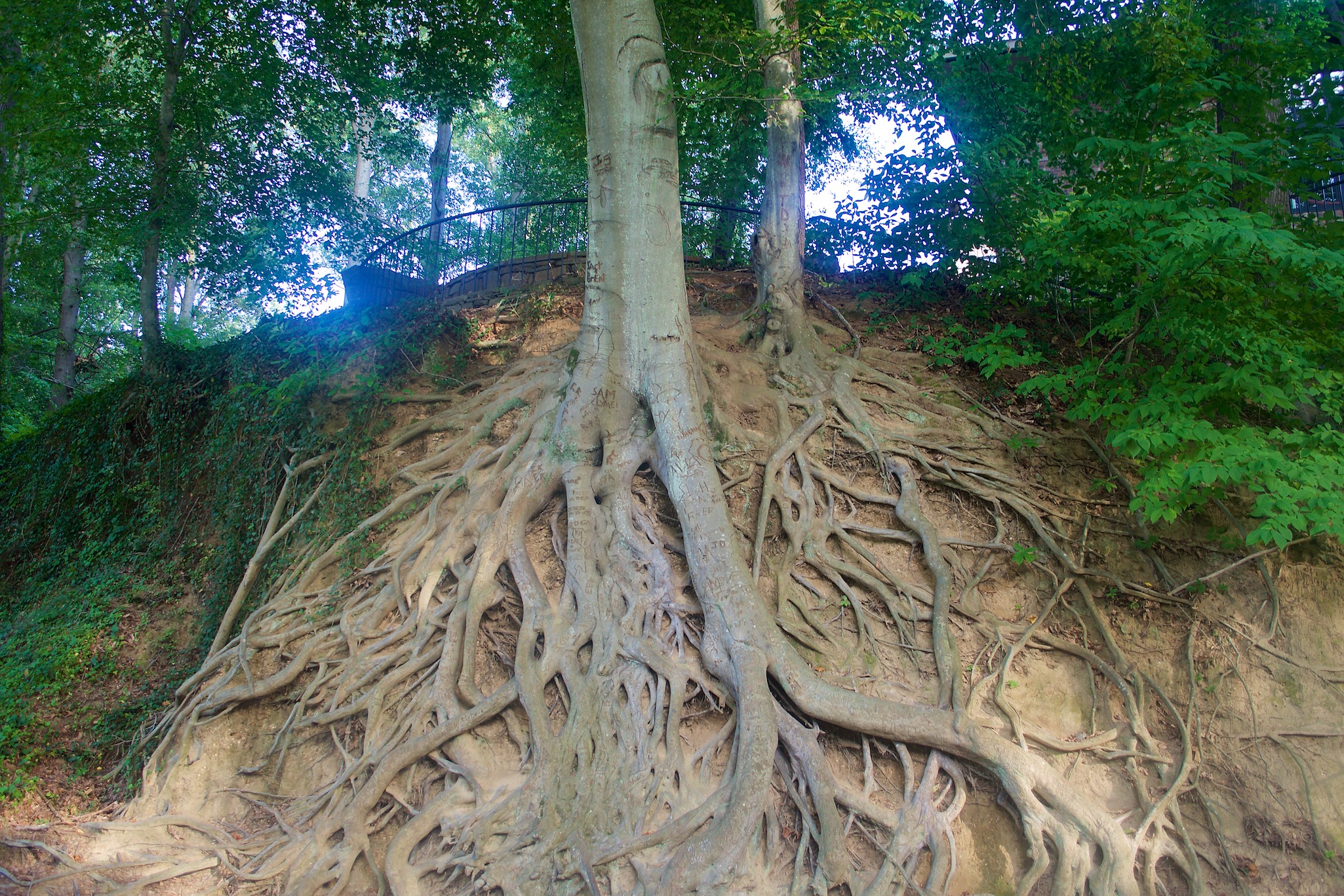 Medusa Tree on the Swamp Rabbit Trail in Greenville, South Carolina