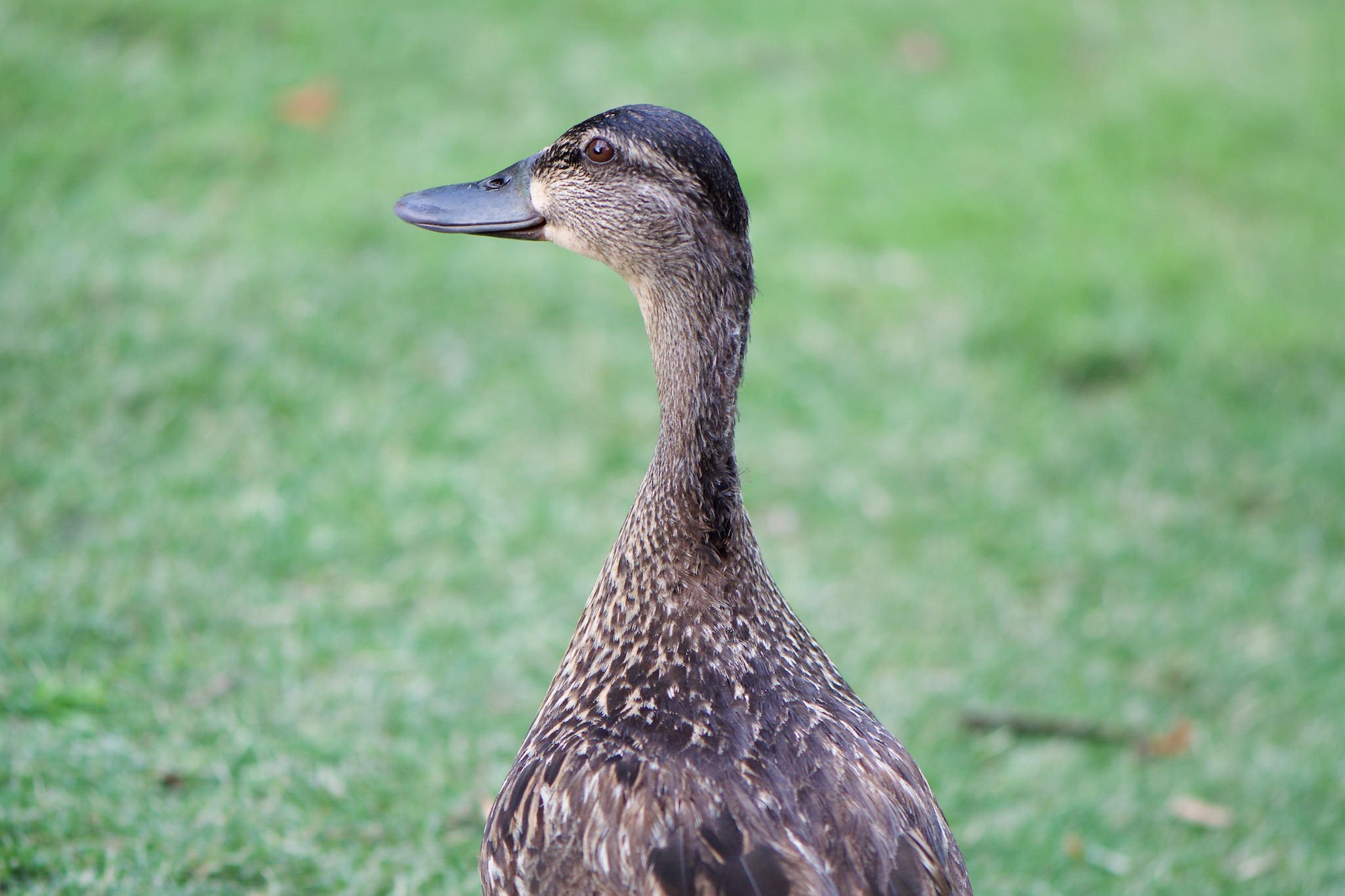 Duck in the Reedy River Falls Park in Greenville, South Carolina