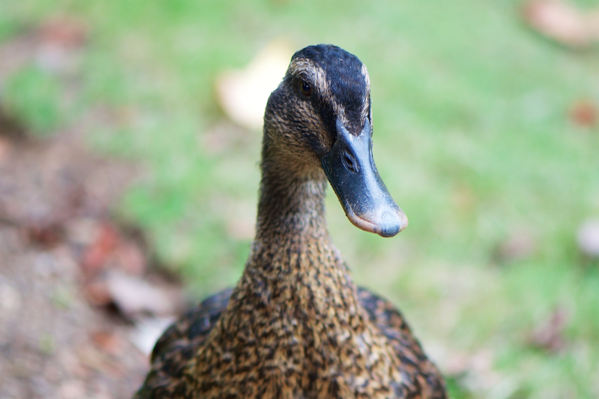 Duck in the Reedy River Falls Park in Greenville, South Carolina