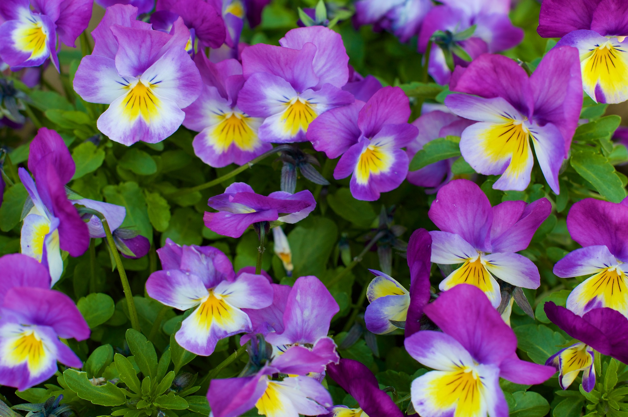 Purple and yellow pansies in Hell, Norway