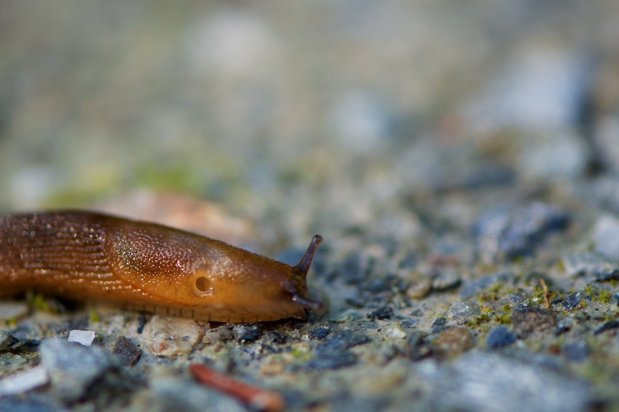 Slug in Hoebyen, Norway