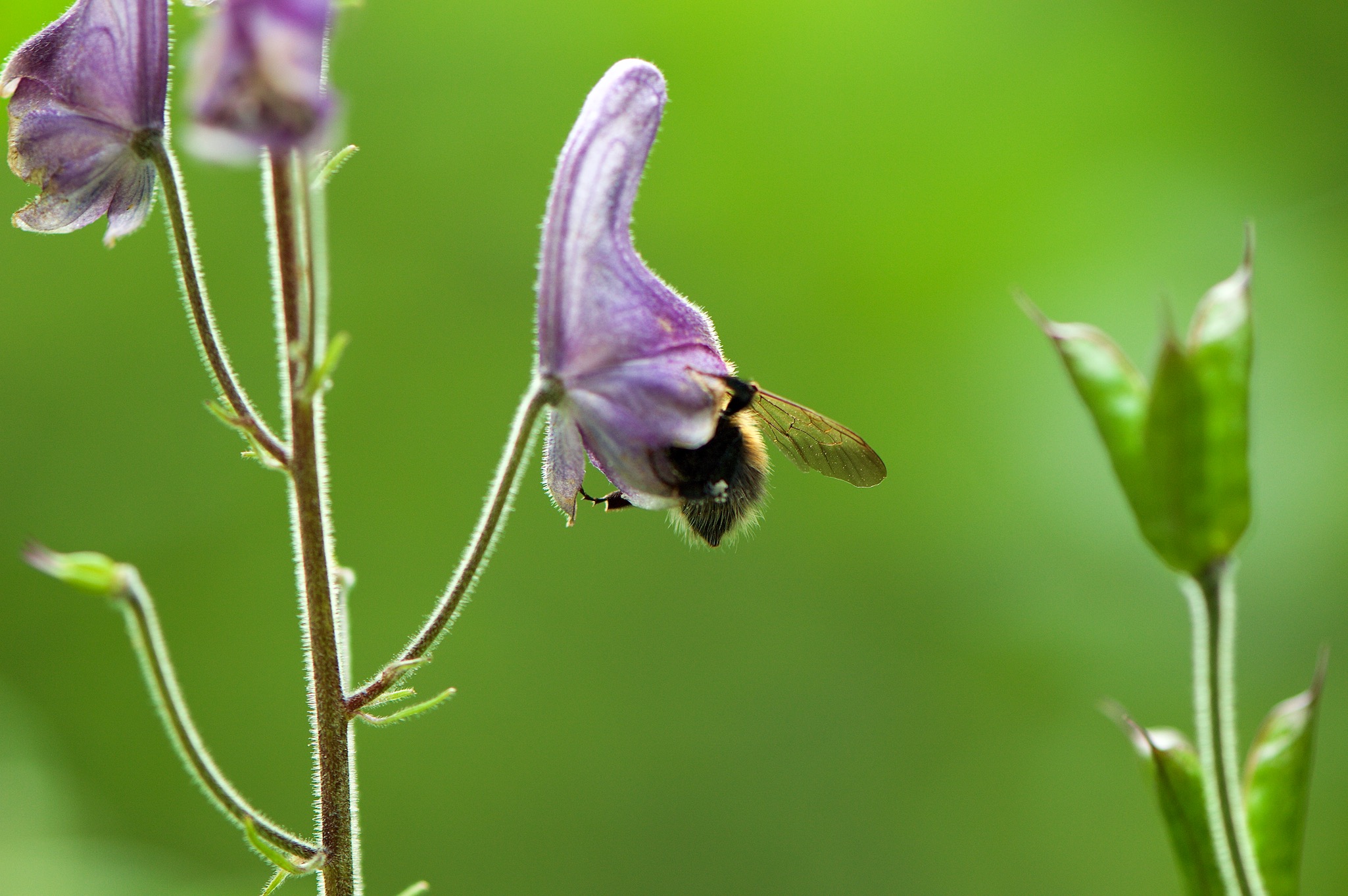 Purple flower and bee in Hoebyen, Norway