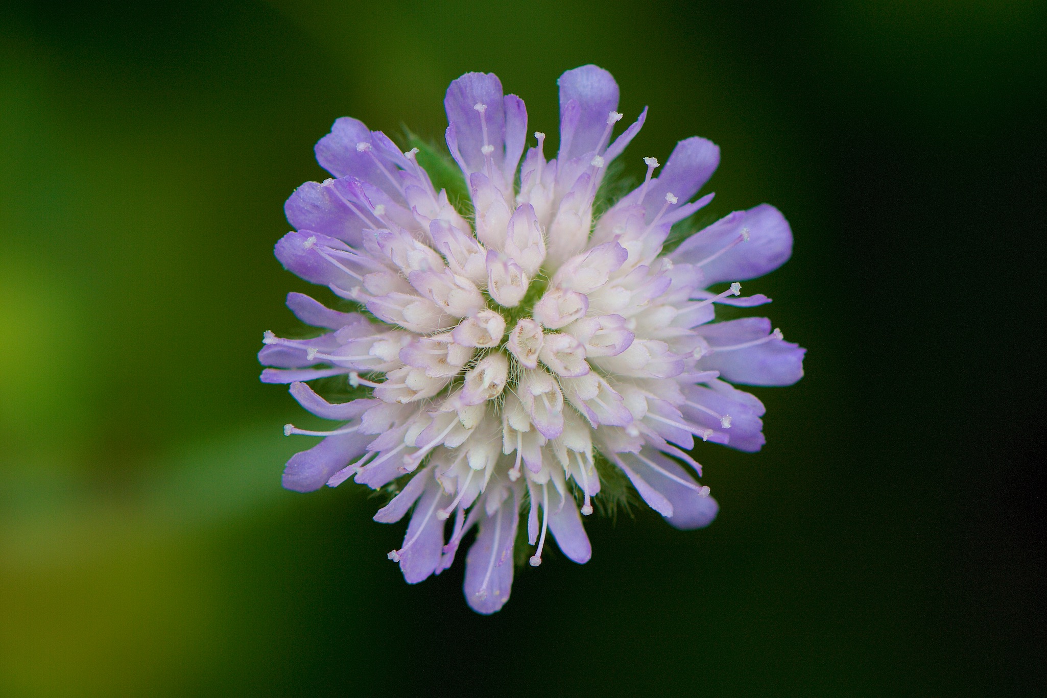 Purple flower in Hoebyen, Norway