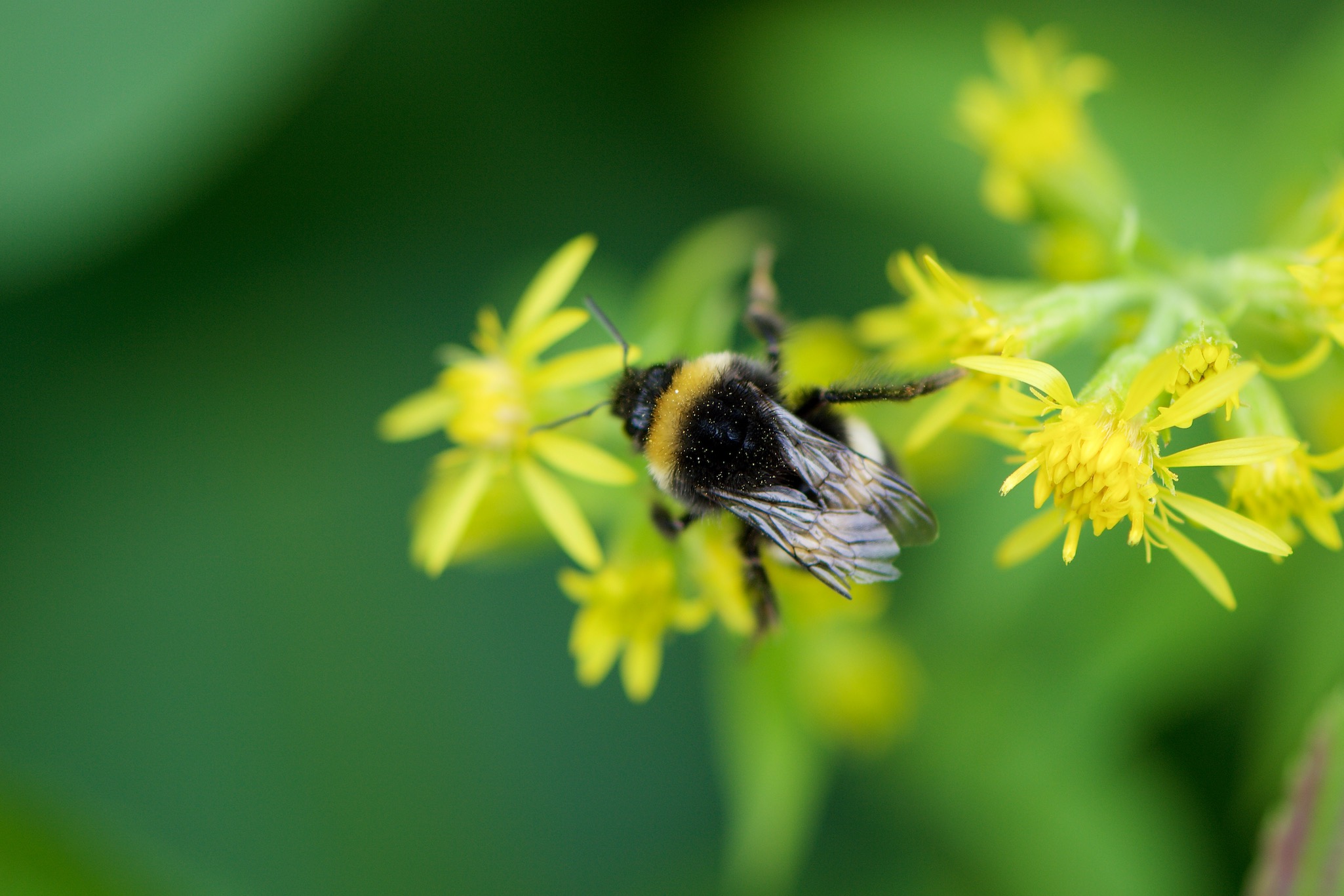 Yellow flower and bee in Hoebyen, Norway