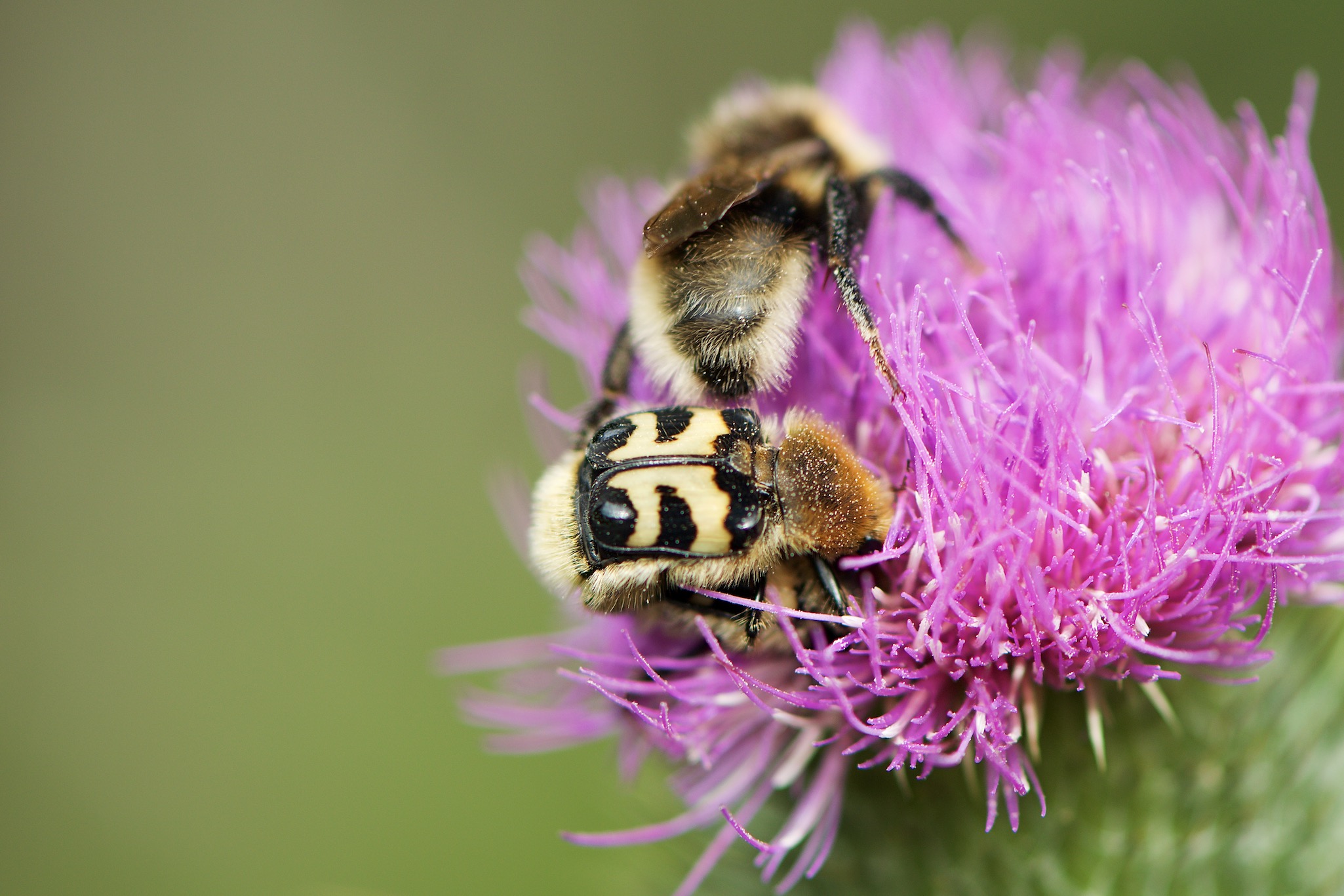 Pink flower and bee in Hoebyen, Norway