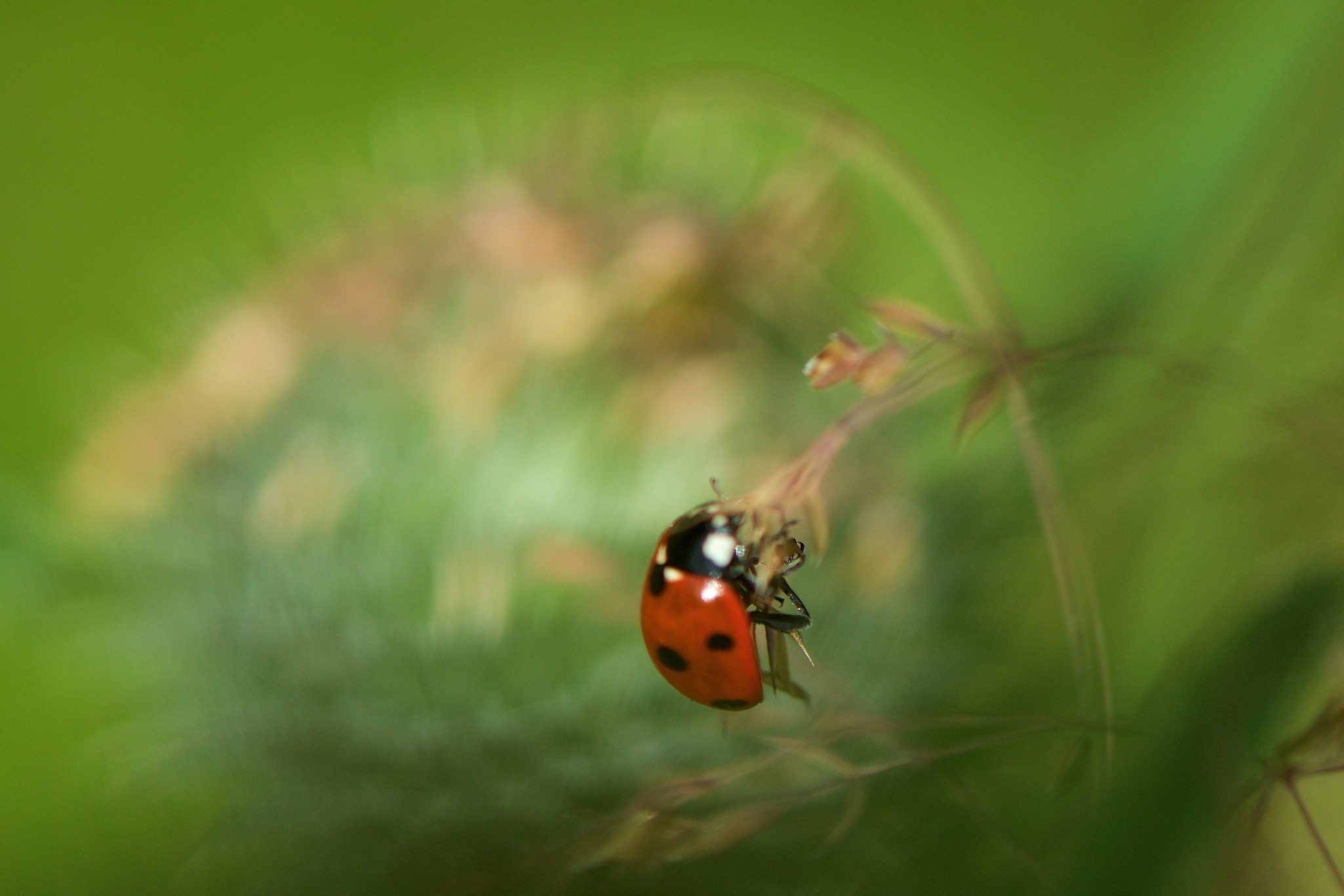 Ladybug on a leaf in Hoebyen, Norway