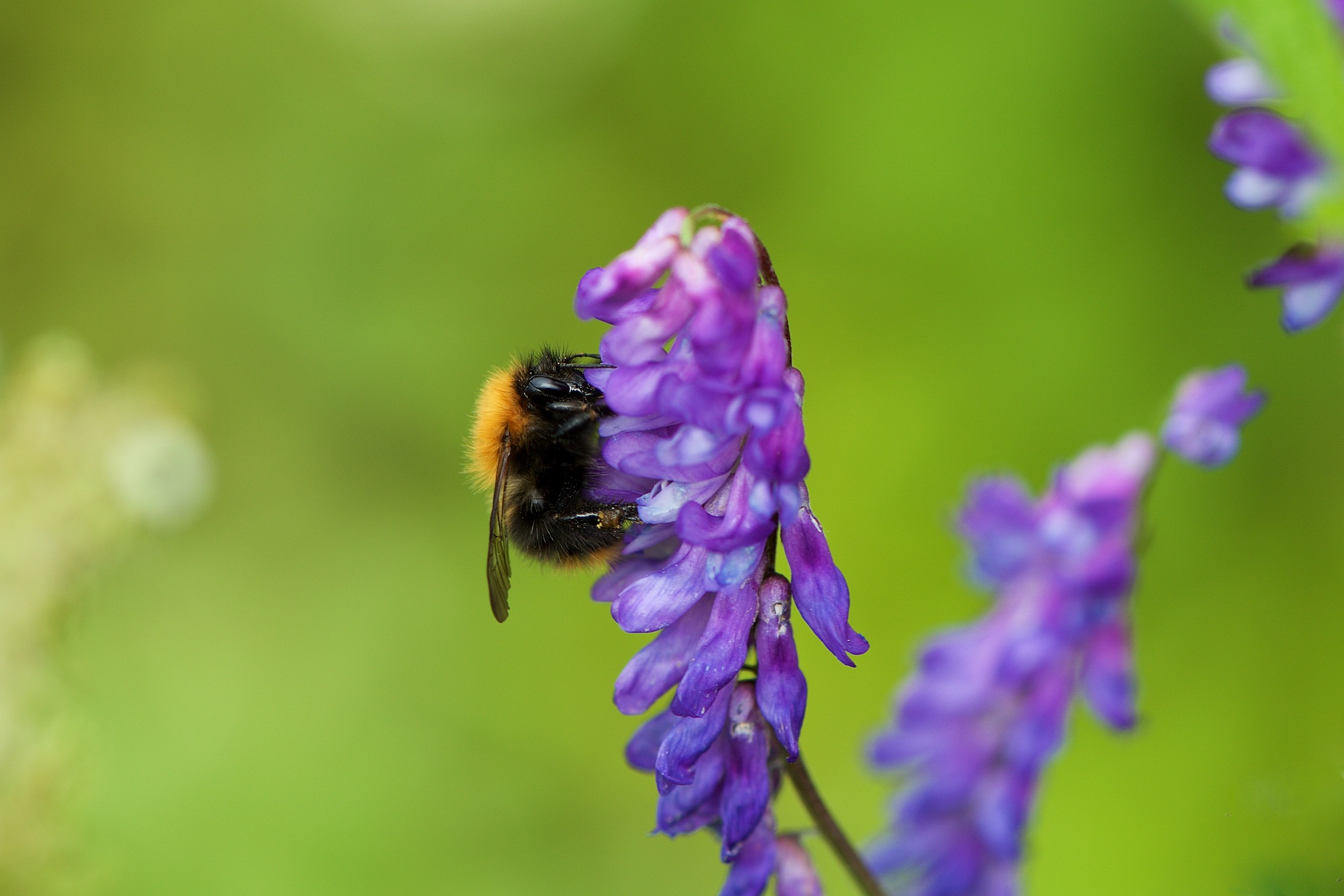 Purple flower and bee in Hoebyen, Norway