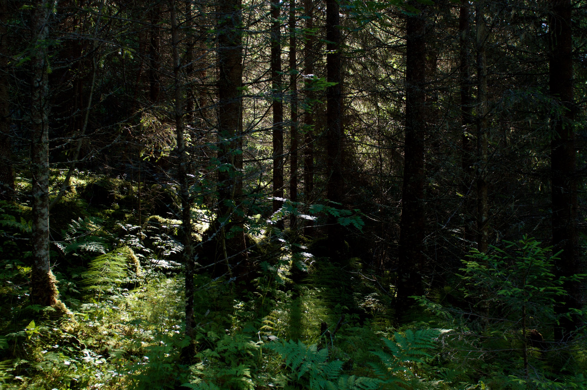 Forest floor in Hoebyen, Norway