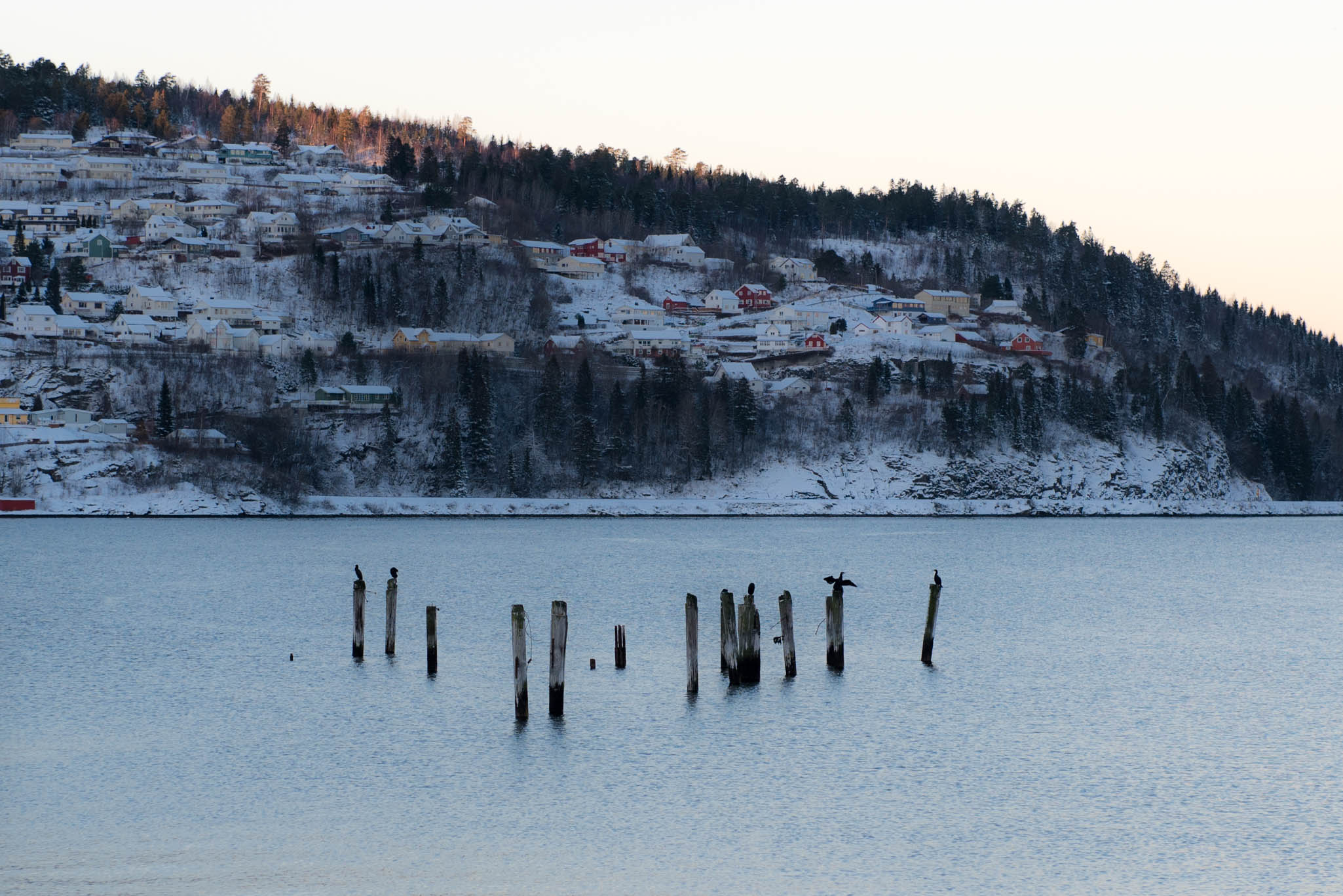 Birds on the fjord at sunrise in Hommelvik, Norway