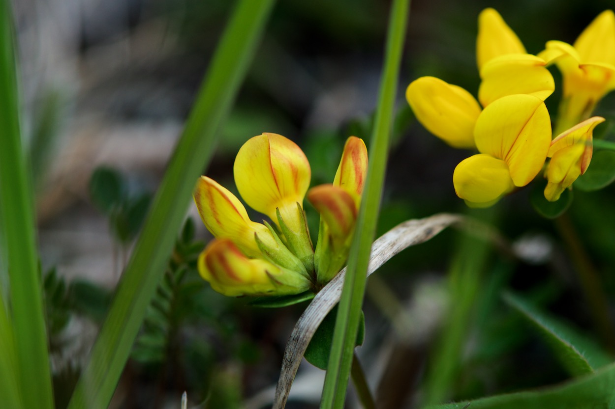 Detail of Yellow Wildflowers in Loenset, Norway