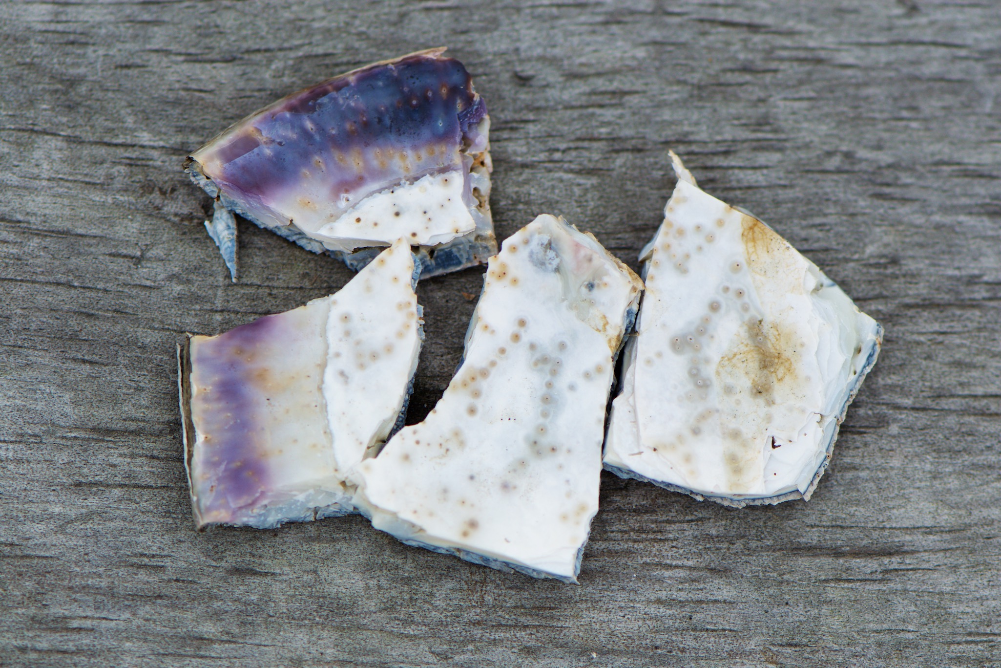 Broken Sea Shells in Mystic Seaport, Connecticut