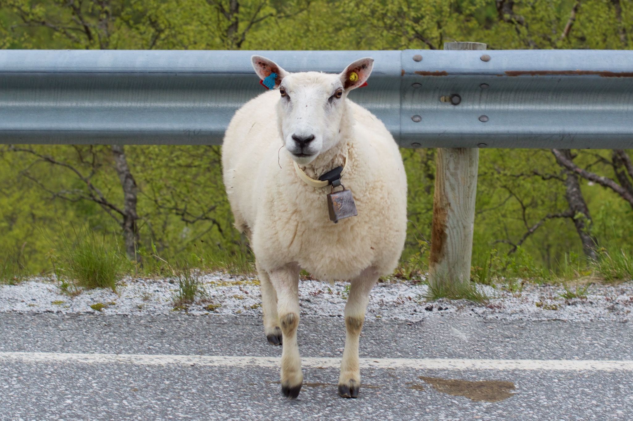 Sheep in Nesset, Norway