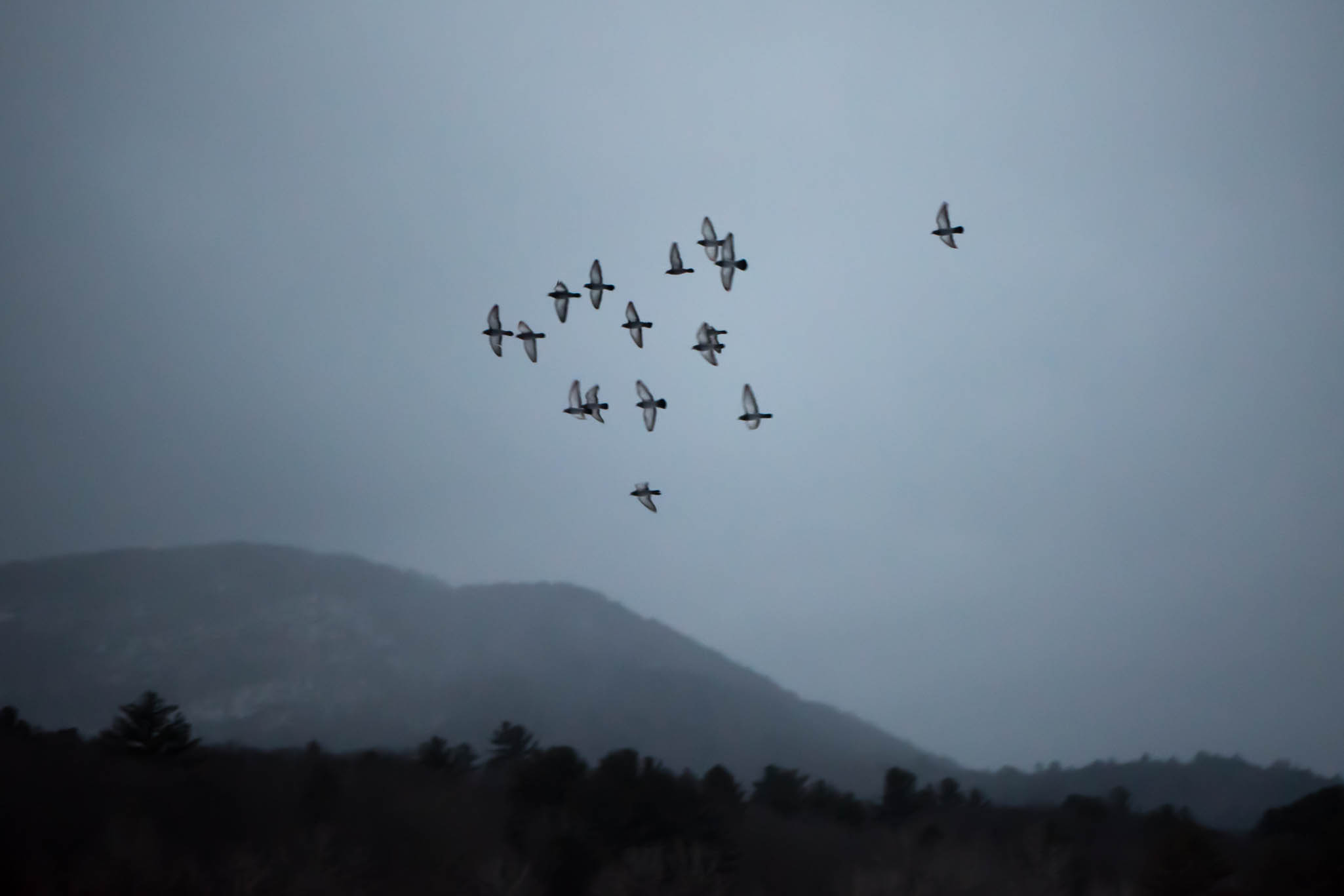 Birds Flying over Frozen Lake Sacandaca in Northville, New York, USA