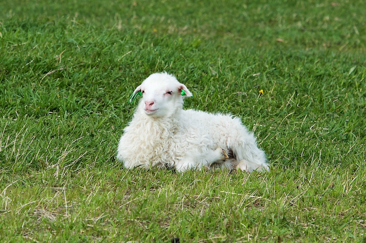 Lamb in Oppdal, Norway