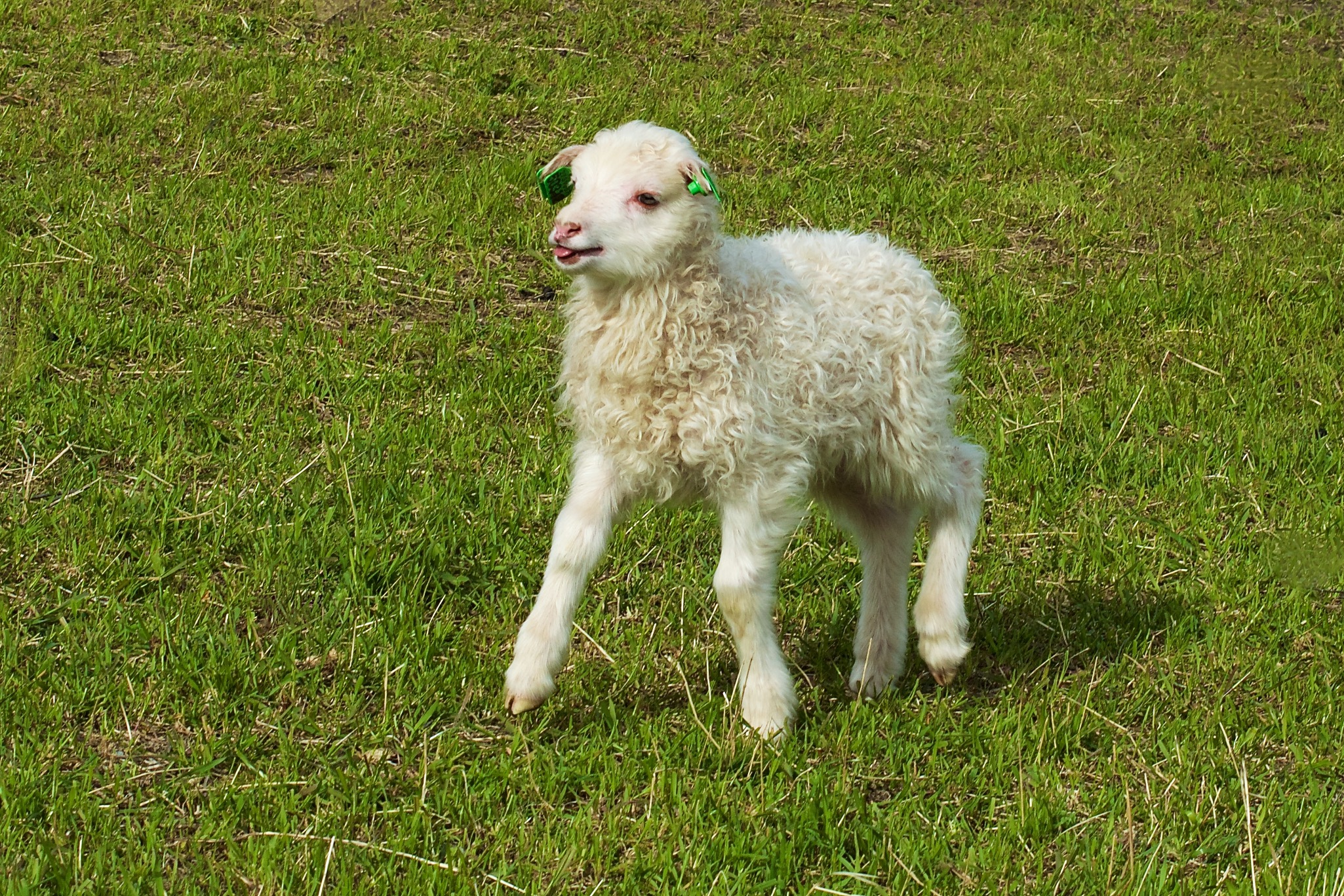 Lamb in Oppdal, Norway