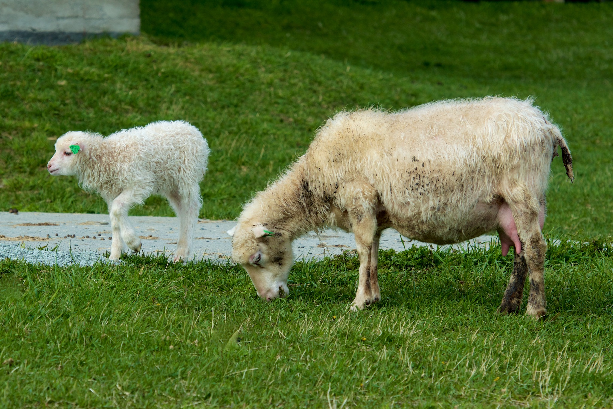 Lamb and Sheep in Oppdal, Norway