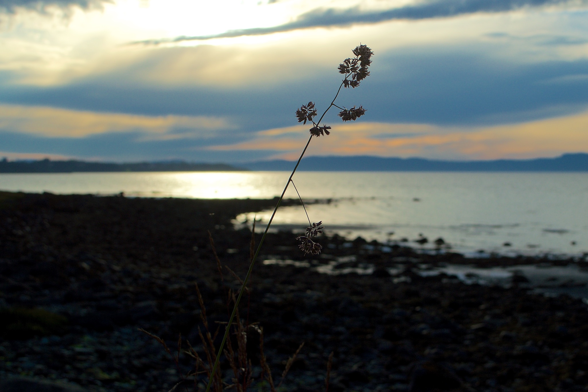 Sunset and wildflower by the fjord in Ranheim, Norway